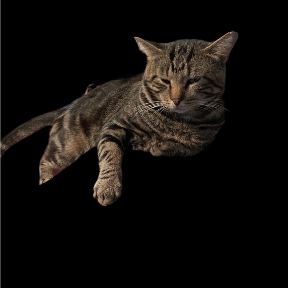 Live show listing - Picture 5 of 8